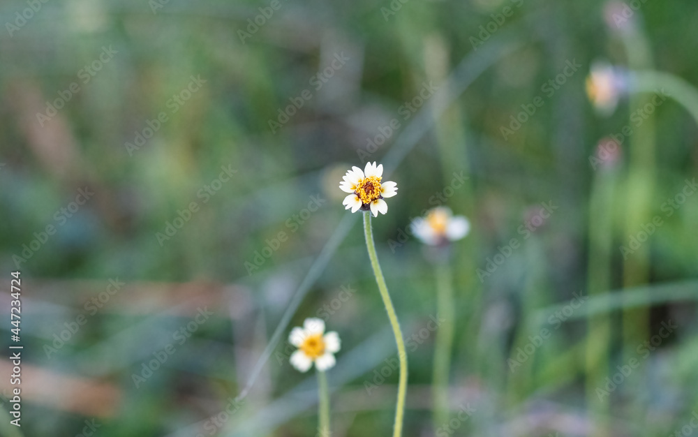 Bloomed multicolor wildflower close up on soft green bokeh background Bloomed multicolor wildflower close up on soft green bokeh background