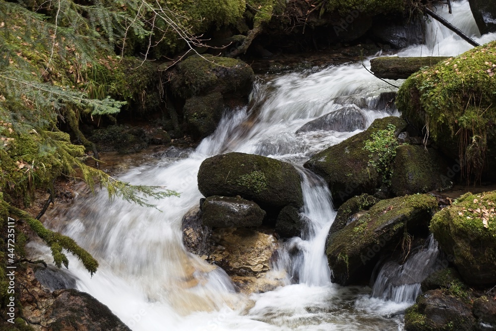 Fototapeta premium waterfall in the forest