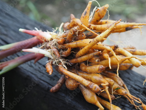 Boesenbergia rotunda, Kaempferia cochinchinensis Gagnep, Boesenbergia pandurate,  Kaempferia ovata Roscoe, Kaempferia pandurata Roxb fresh, vegetable food Thai herb on wooden, covid-19 coronavirus photo