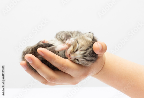 kitten sitting on a palm. isolated on white background