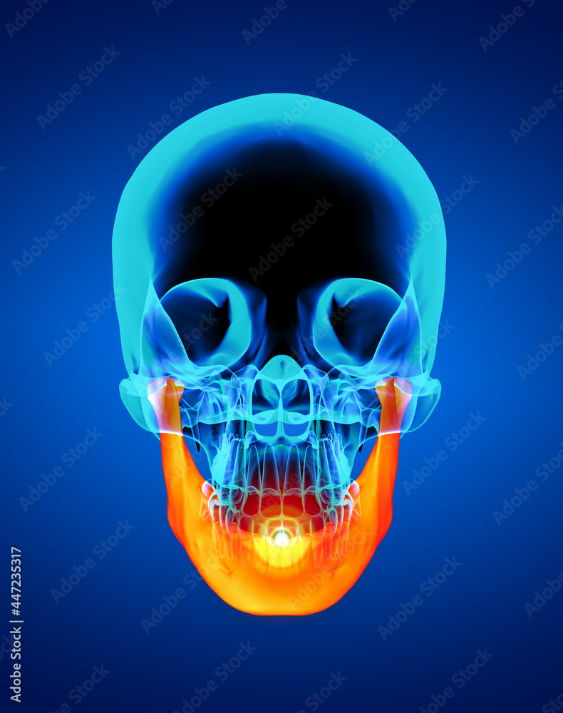 3d rendered illustration - jaw bone - front view 3d rendered illustration - jaw bone - front view
