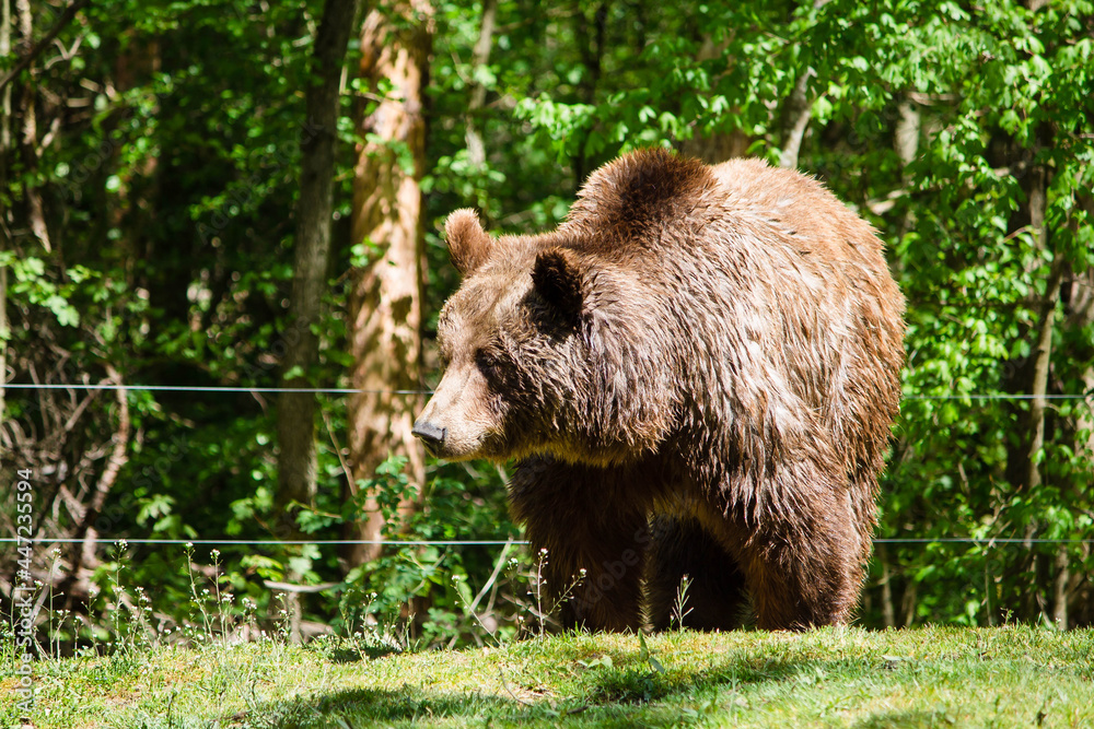 Wildpark Braunbär Bär Meister Betz Natur Wald Wiese Wildpark Braunbär Bär Meister Betz Natur Wald Wiese