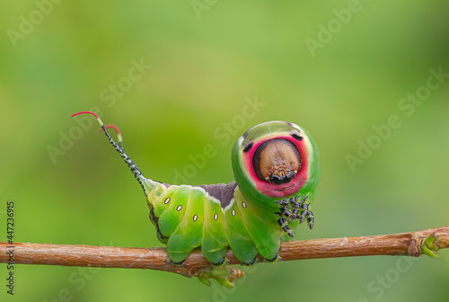 Caterpillar frightening pose, unique animal behaviour photo