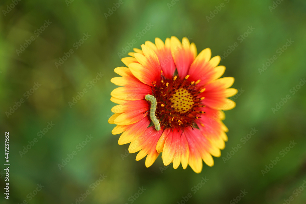 Cabbage worm on chrysanthemum petals