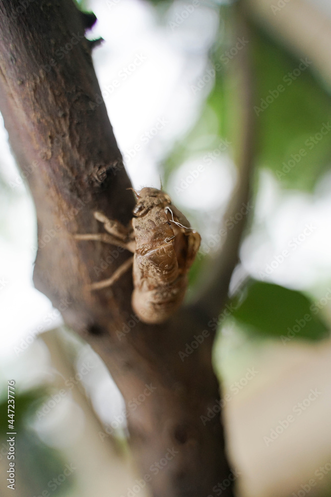 Baby cicada, monkey, cicada, nymph, cicada