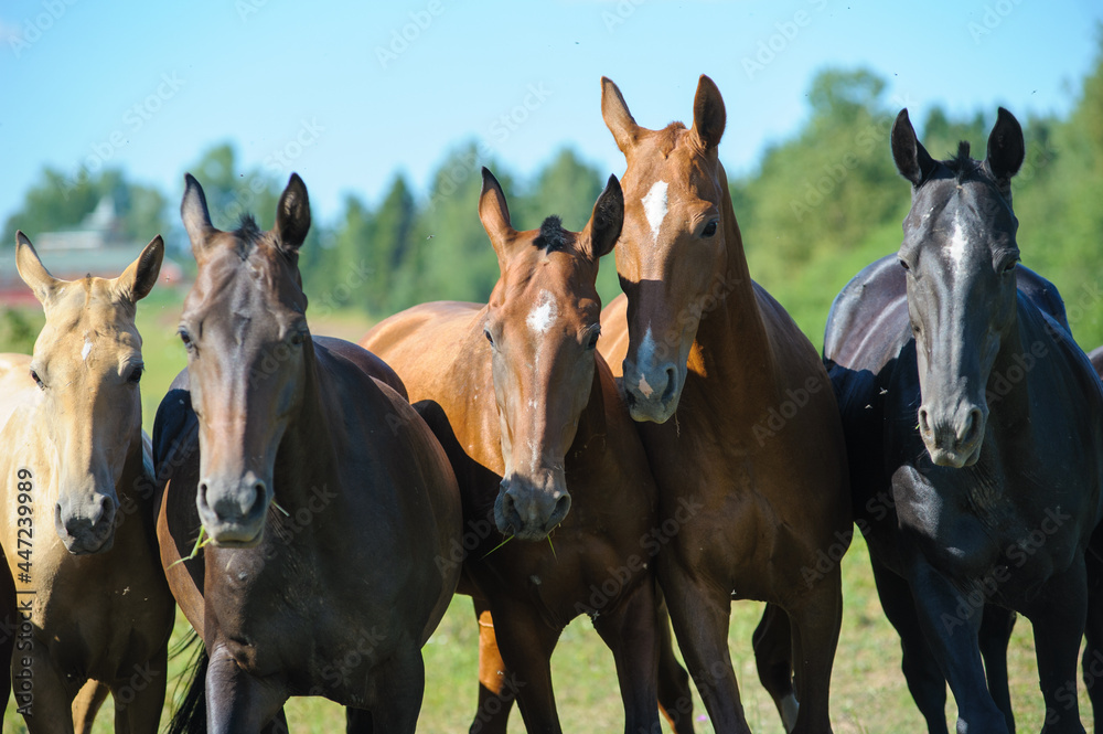 Young purebred horses on a pasture