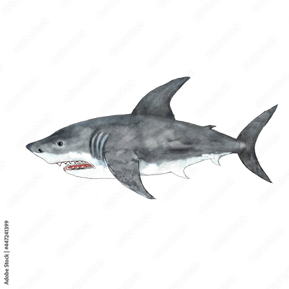 Fototapeta premium Watercolor white shark illustration isolated on white background