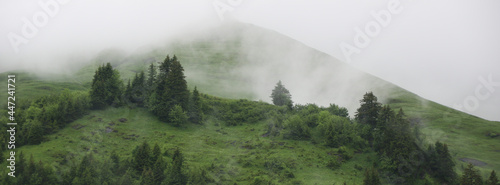 Green mountain meadow and trees seen from Planalp, Switzerland.