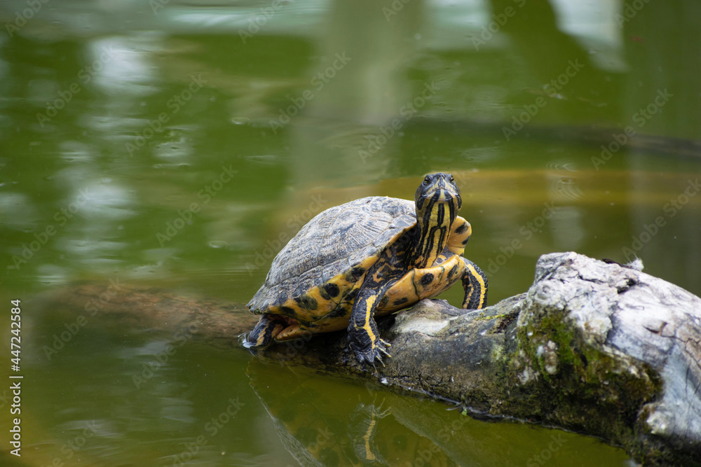 Fototapeta premium D'Orbigny's slider or the black-bellied slider turtle, Trachemys dorbigni at Tiergarten Schonbrunn, Vienna, Austria