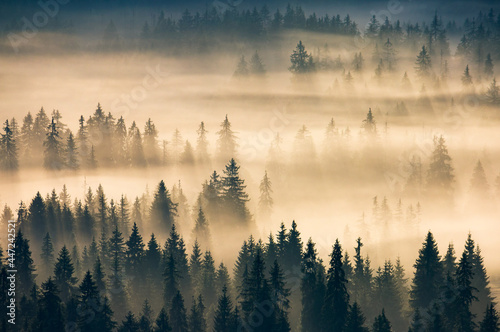 misty valley scenery at sunrise. beautiful nature background with coniferous trees in fog. mountain landscape of romania in autumn season © Pellinni