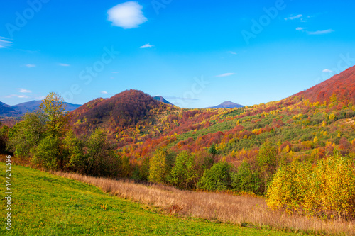 autumnal landscape in carpathian mountains. trees in colorful foliage on a grassy hills rolling in to the distant ridge. beautiful scenery on a warm sunny day with clouds on the sky