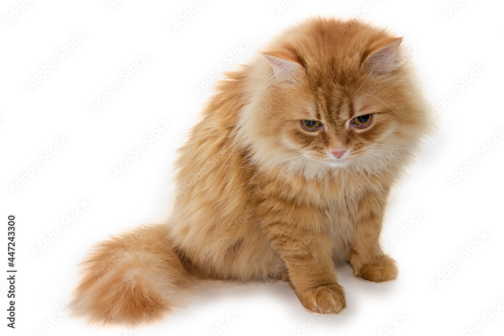 Ginger cat is sitting and looks down on a white background Ginger cat is sitting and looks down on a white background
