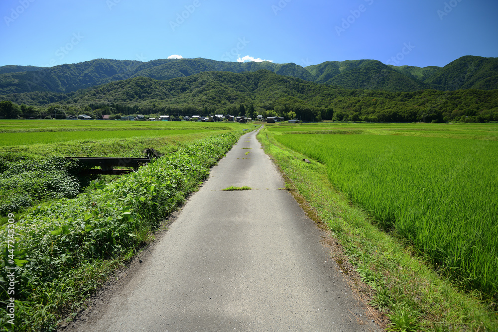 夏の田舎の道