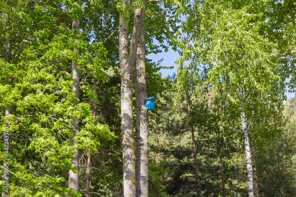 Fototapeta premium Blue nesting box on aspen trunk in spring park