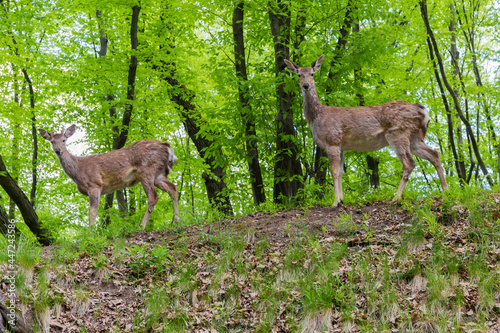 Fototapeta Naklejka Na Ścianę i Meble -  Two deer stand in the spring forest