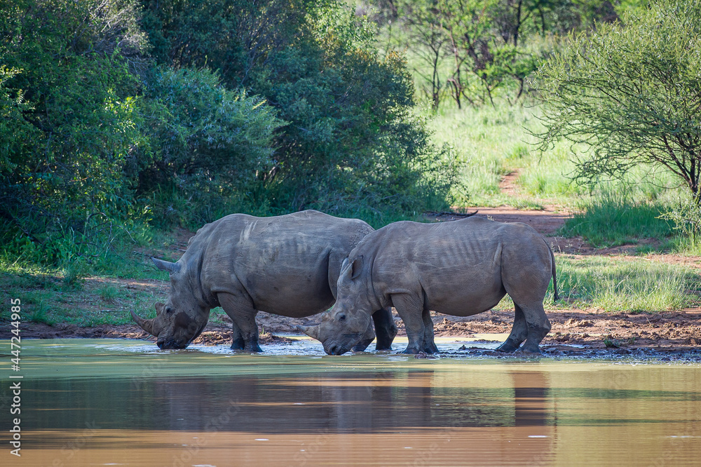 Fototapeta premium Two White Rhinos Drinking Water