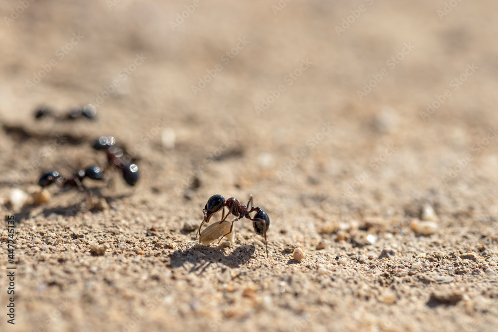 ant crawling in nature. She carries food to her nest. close-up, detailed, macro.