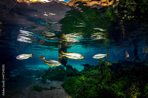 Scenic view of fish swimming in the water in Bonito, Mato Grosso do Sul, Brazil photo