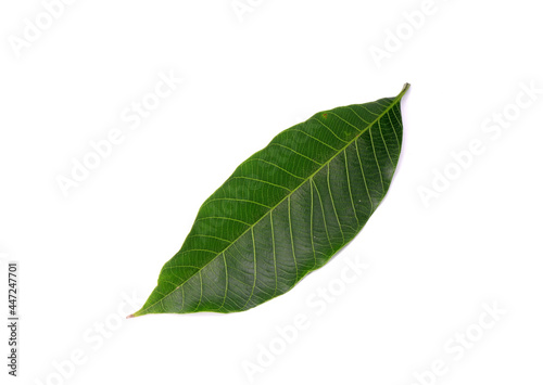 Rubber tree leaf isolated on white background. Para rubber tree  Hevea brasiliensis   also known as sharinga tree  seringueira rubber tree or rubber plant