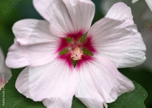 Lavatera Blushing Bride Barnsley Tree Mallow Flower in summer garden photo