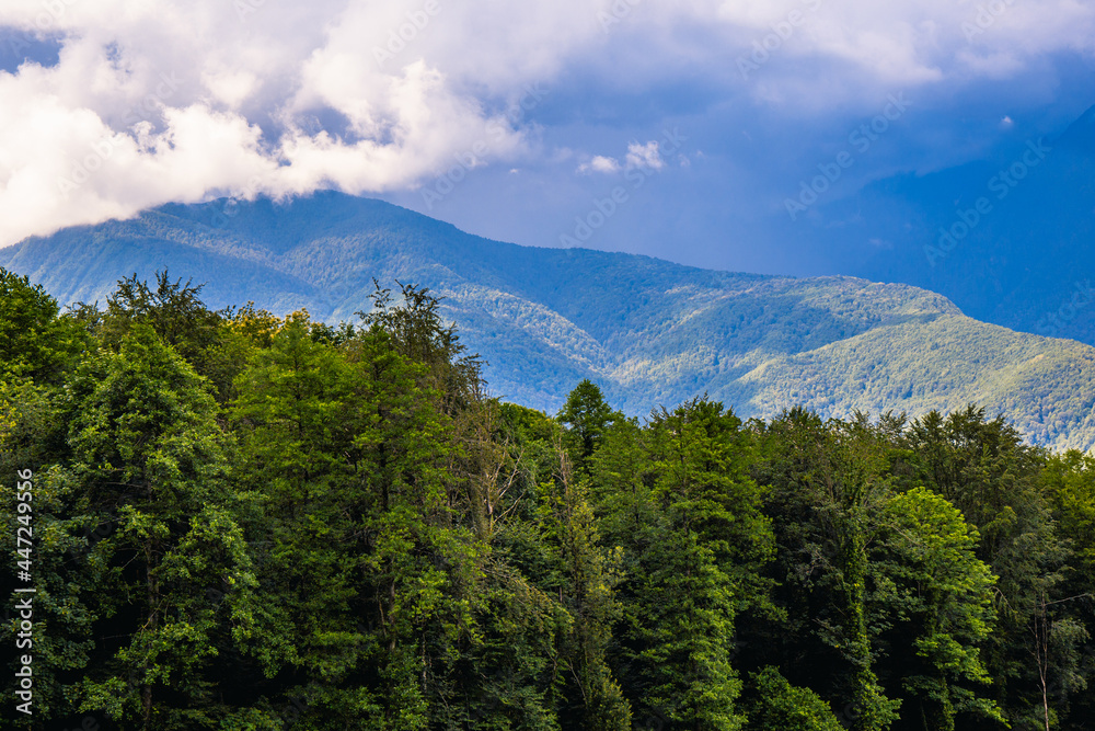 Obraz premium Mountain landscape, fir trees and blue mountains, summer natural background