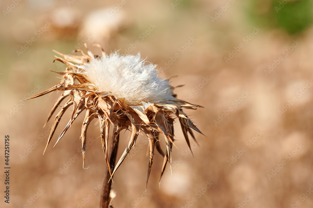 Dried thistle flowers, by the strong heat of summer in Spain, in the meadow Dried thistle flowers, by the strong heat of summer in Spain, in the meadow