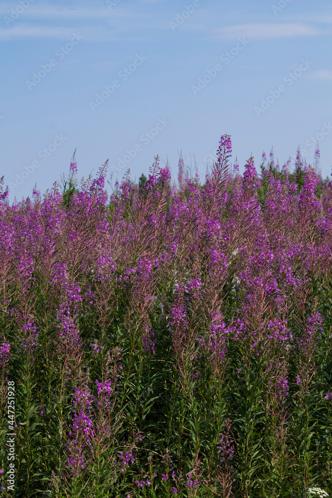 Obraz premium field of lavender