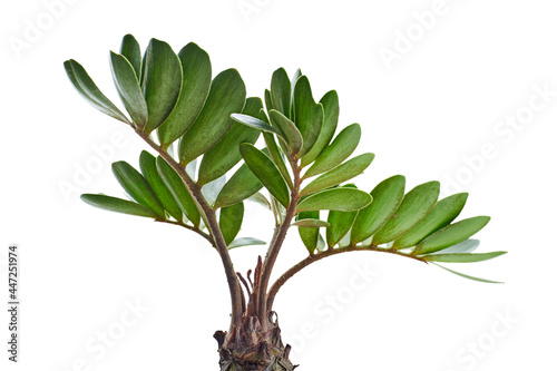 Cardboard palm or Zamia furfuracea or Mexican cycad leaf, Tropical foliage isolated on white background, with clipping path photo