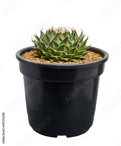 Obregonia denegrii, Artichoke cactus in pot isolated on white background with clipping path  photo