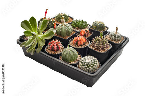 Set of different Cactus and Succulent plants in pot, Collection of various cactus and succulent plants in tray isolated on white background, with clipping path photo