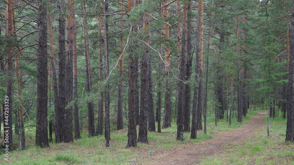 Fototapeta premium forest path