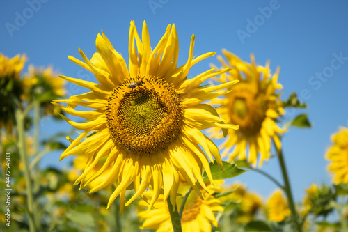 Blooming sunflower close-up against the blue sky. Harvesting agrilture yellow flowers. Beautiful summer landscape. Concept - nature.