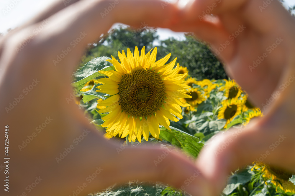 Fototapeta premium Hands of a young woman close-up form a heart shape around blooming sunflower on field background. Love green energy.