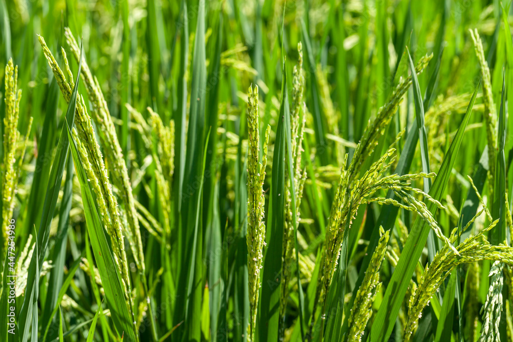 Green rice field, Beatiful green rice fields close up. Green rice field, Beatiful green rice fields close up.