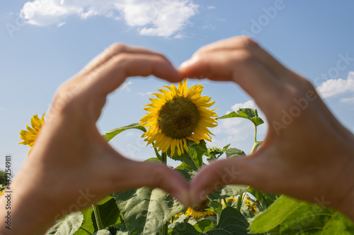 Photos Hands of a young woman form a heart shape around blooming sunflower on blue sky background