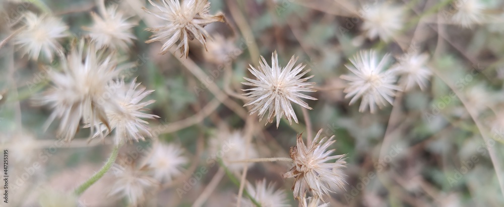 thistle in the grass thistle in the grass