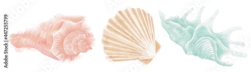 A set of illustrations of sea shells  coral  beige and turquoise colors on a white background  decorative elements on a marine theme