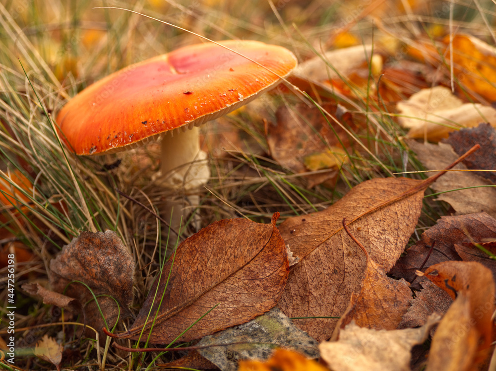 Beautiful autumn forest. Red fly agaric or fly amanita mushroom in grass and fall leaves background. Poisonous mushroom. German forest landscape. Macro, selective focus of amanita muscaria. Beautiful autumn forest. Red fly agaric or fly amanita mushroom in grass and fall leaves background. Poisonous mushroom. German forest landscape. Macro, selective focus of amanita muscaria.