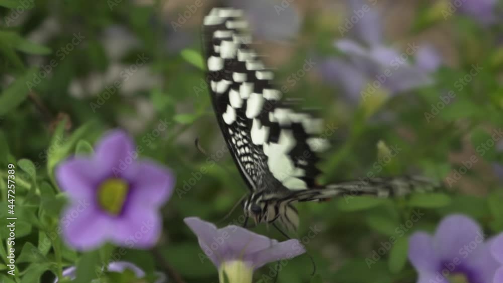Papilio Demoleus Is a Common and Widespread Swallowtail Butterfly. Also Known as the Lime Butterfly, Lemon Butterfly, Lime Swallowtail, and Chequered Swallowtail Sucking Honey From Flowers Papilio Demoleus Is a Common and Widespread Swallowtail Butterfly. Also Known as the Lime Butterfly, Lemon Butterfly, Lime Swallowtail, and Chequered Swallowtail Sucking Honey From Flowers