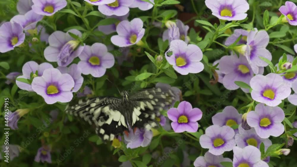 Papilio Demoleus Is a Common and Widespread Swallowtail Butterfly. Also Known as the Lime Butterfly, Lemon Butterfly, Lime Swallowtail, and Chequered Swallowtail Sucking Honey From Flowers Papilio Demoleus Is a Common and Widespread Swallowtail Butterfly. Also Known as the Lime Butterfly, Lemon Butterfly, Lime Swallowtail, and Chequered Swallowtail Sucking Honey From Flowers