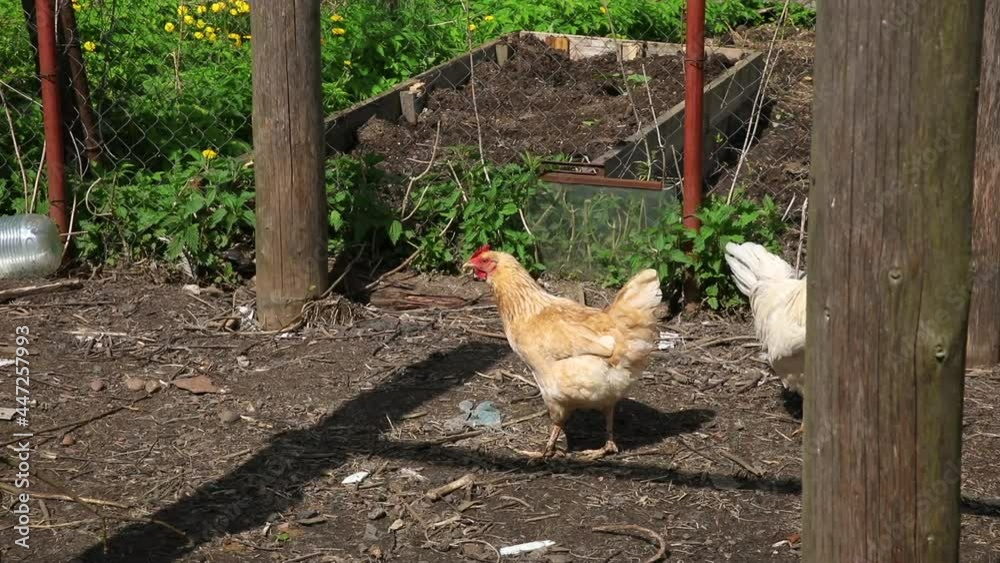 Free range chicken on organic animal farm freely grazing in yard on ranch background. Hen chickens graze on natural eco farm. Modern animal livestock and ecological farming. Animal rights concept Free range chicken on organic animal farm freely grazing in yard on ranch background. Hen chickens graze on natural eco farm. Modern animal livestock and ecological farming. Animal rights concept