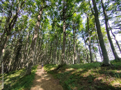 Footpath in the forest, Casentinese forest, biggest forest in Europe
