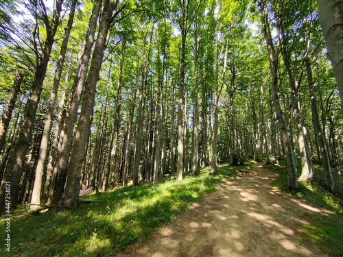 Footpath in the forest, Casentinese forest, biggest forest in Europe