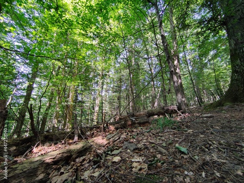 Footpath in the forest, Casentinese forest, biggest forest in Europe