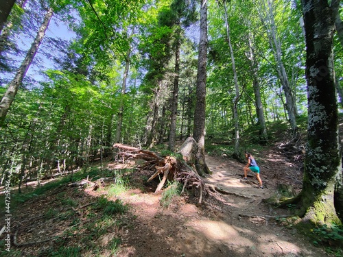 Footpath in the forest, Casentinese forest, biggest forest in Europe