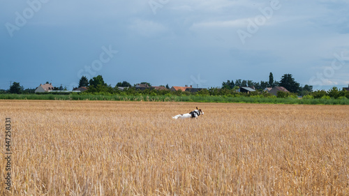 Dog running in a wheat field