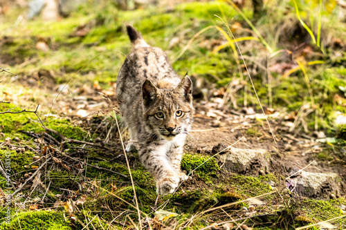 Photography Lynx in green forest with tree trunk