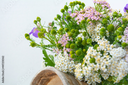 Meadow medical herbs - Chamomile and Achillea. Alternative medicine herbal grass