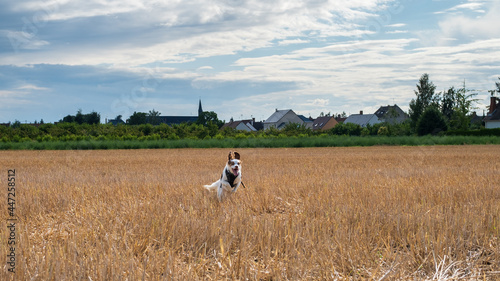 Wallpaper Mural Dog running in a wheat field Torontodigital.ca