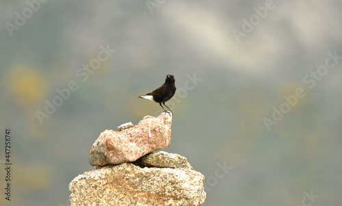 collalba negra en la sierra abulense photo